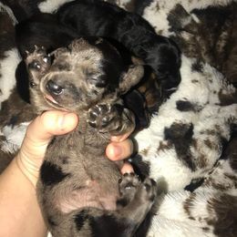 Dachshund Puppies from JBs