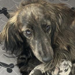 Byrdee - Dachshund