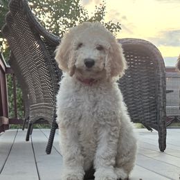 Bernedoodles and Poodles from Simply Amazing Doodles