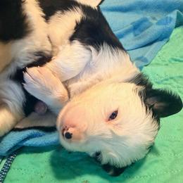 September - Black and white female Border Collie puppy in Lebanon, Oregon from Cahill’s Canines
