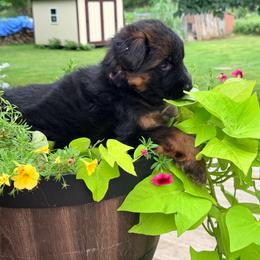 Girl 1- Ava - Black and red female German Shepherd puppy in Watervliet, Michigan from Von Kingsburg Shepherds