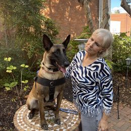 Belgian Malinois Puppies from Morning Star Malinois