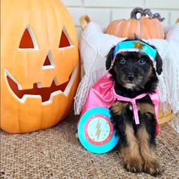 Ember - Phantom female Bernedoodle puppy in Russell Springs, Kentucky from 270 Doodles