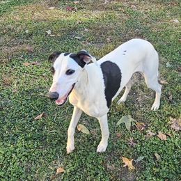 Aspen - White and black female Whippet puppy in Lenoir City, Tennessee from Equiss Whippets