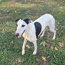 Aspen - White and black female Whippet puppy in Lenoir City, Tennessee from Equiss Whippets