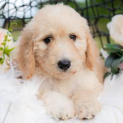 Bordoodle Puppies from 2J 2K Bordoodles