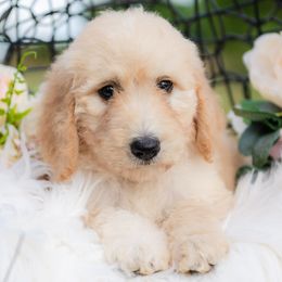 Bordoodle Puppies from 2J 2K Bordoodles