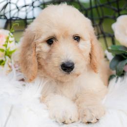 Bordoodle Puppies from 2J 2K Bordoodles