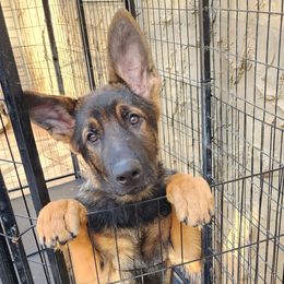 German Shepherd Puppies from Persevere Kennels