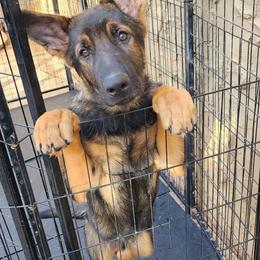 German Shepherd Puppies from Persevere Kennels