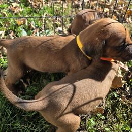 Girl 1 - Red female Redbone Coonhound puppy in Hustontown, Pennsylvania from Triple I Redbones