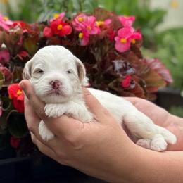 Popsicle - White male Sheepadoodle puppy in Wharton, Texas from Little Fur Friends