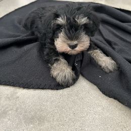 Jock - Black and silver male Miniature Schnauzer puppy in Winterville, Georgia from Patty’s Little Pups