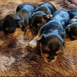 Yorkshire Terrier puppies from Velvet Crown Yorkies