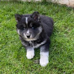 Kali - Black and white female Siberian Husky puppy in Elkin, North Carolina from Blue Ridge Shadow Huskies