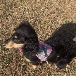 Mia - Dachshund