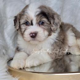 Reesie - Brown merle female Aussiedoodle puppy in Cleveland, Georgia from Jam's Doodles And Poodles