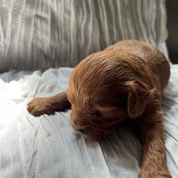 Pumpkin - Red male Cavapoo puppy in Bloomfield, New York from Campbell Cavapoos