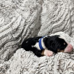 Zachariah - Tri-color male Bernedoodle puppy in Temperance, Michigan from Michigans Bernedoodle’s