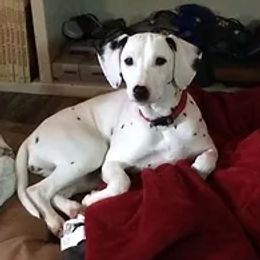 Winter - Dalmatian
