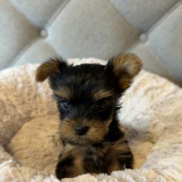 Bella - Black and gold female Yorkshire Terrier puppy in Dublin, California from Michelle’s Yorkies