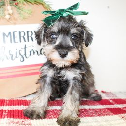 Lilly - Salt and pepper female Miniature Schnauzer puppy in Antlers, Oklahoma from Rocking H