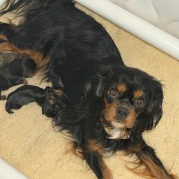 Flint - Black and tan male Cavalier King Charles Spaniel puppy in Auburn, Washington from Enchanted Cavaliers