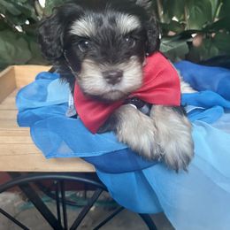 Miniature Schnauzer Puppies from K&K Precious Tx schnauzers