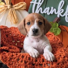 Loki - Piebald male Dachshund puppy in Kissimmee, Florida from Barkvenger Dachshunds
