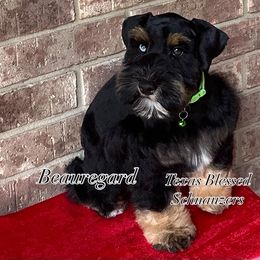 Beauregard - Black and silver male Miniature Schnauzer puppy in San Antonio, Texas from Texas Blessed Schnauzers
