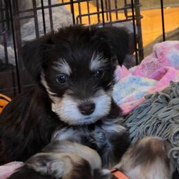 Galaxy (gally) - Liver female Miniature Schnauzer puppy in Fredericksburg, Virginia from Liver Legends