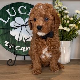 Steve - Black - Red male Cavapoo puppy in South Jordan, Utah from Simply Sweet Paws. LLC