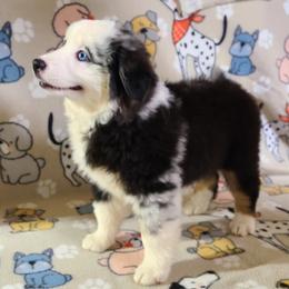 Miniature Australian Shepherd and Toy Australian Shepherd Puppies from Beasley Acres Aussies