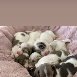 Dachshund Puppies from Over The Moon Dachshunds