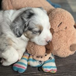 Miniature Australian Shepherd Puppies from Sand Dollar Aussies