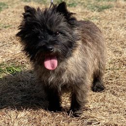 Mr.Wilson - Cairn Terrier