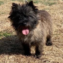 Mr.Wilson - Cairn Terrier