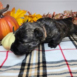 Puppy 1 - Brindle male Scottish Terrier puppy in San Tan Valley, Arizona from For the love of Scotties