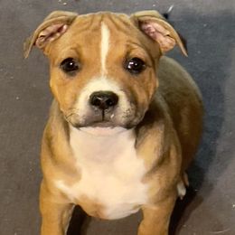 Maneti - Red male Staffordshire Bull Terrier puppy in Monroe, Georgia from Irresistibull Staffords