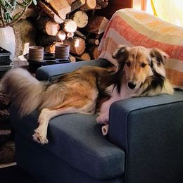 Beau - Old Time Scotch Collie