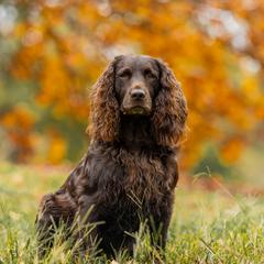 Boykin Spaniel All Grown Up from Amberfield Sporting Dogs