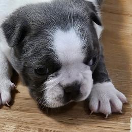Boston Terriers from Bell's Bostons
