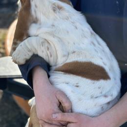 Basset Hound Puppies from Hill Top Basset Hounds & Great Pyrenees