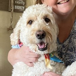 Maggie - Goldendoodle