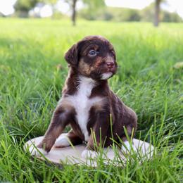 Mademoiselle - Brown and white female Aussiedoodle puppy in Decatur, Illinois from Signature Doodles