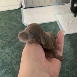 Dachshund Puppies from Bella’s Puppies