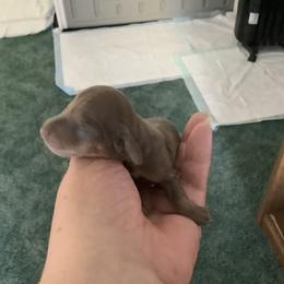 Dachshund Puppies from Bella’s Puppies