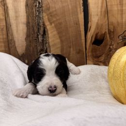 Dotty - Black and white female Aussiedoodle puppy in Lavonia, Georgia from H & A Kennels
