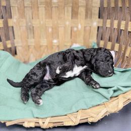 Peter - Black male Goldendoodle puppy in Rome, Georgia from Victoria’s Designer Doodles