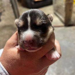 Male 1 - Black and white male Cardigan Welsh Corgi puppy in Buskirk, New York from Hana-K’s Cardigan Welsh Corgis